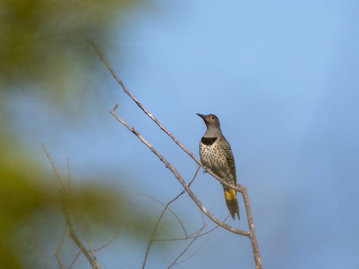 Шилоклювый дятел (luteus x cafer) - ML644471774