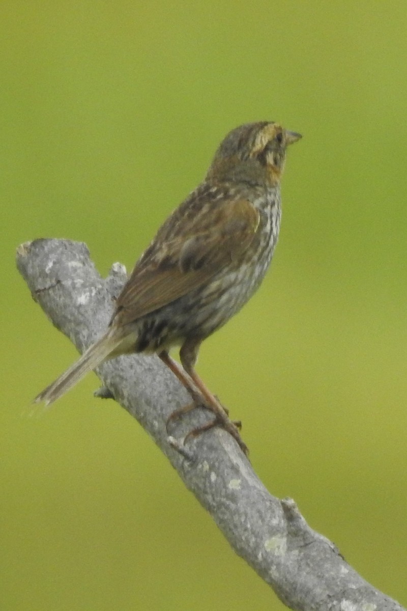 Bruant à queue aiguë - ML644471778