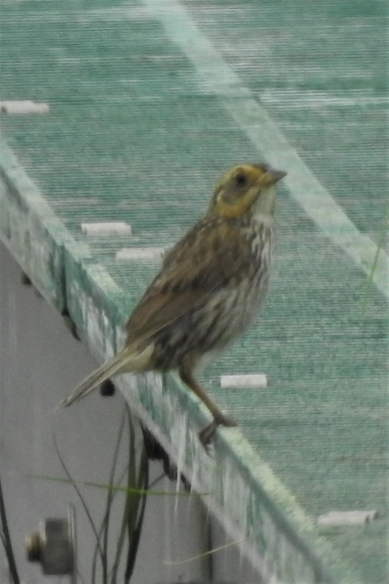 Bruant à queue aiguë - ML644471779