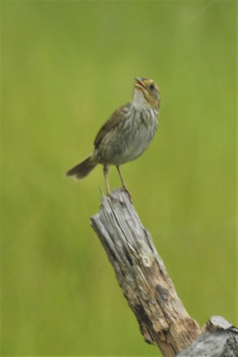 Bruant à queue aiguë - ML644471781