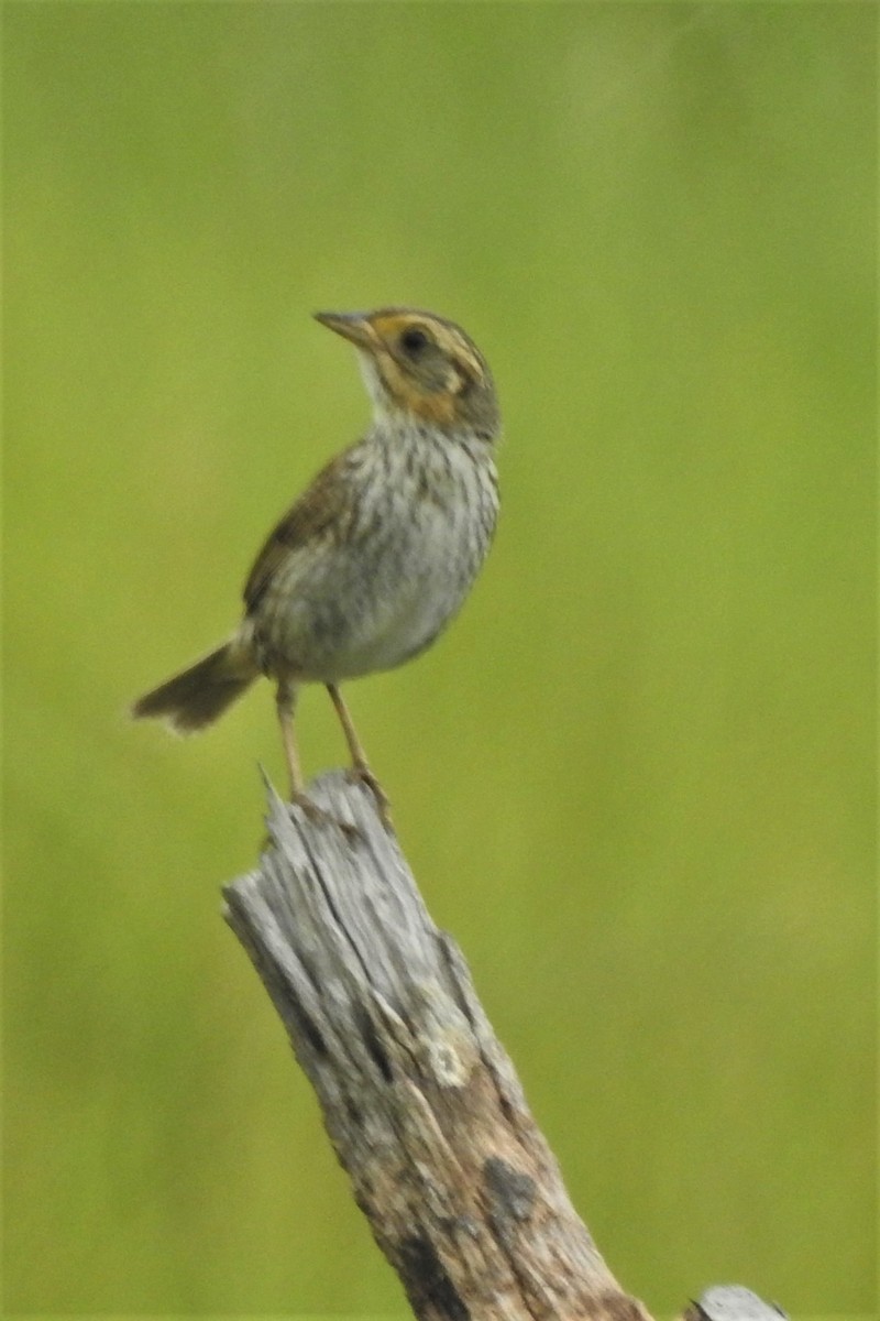 Bruant à queue aiguë - ML644471782