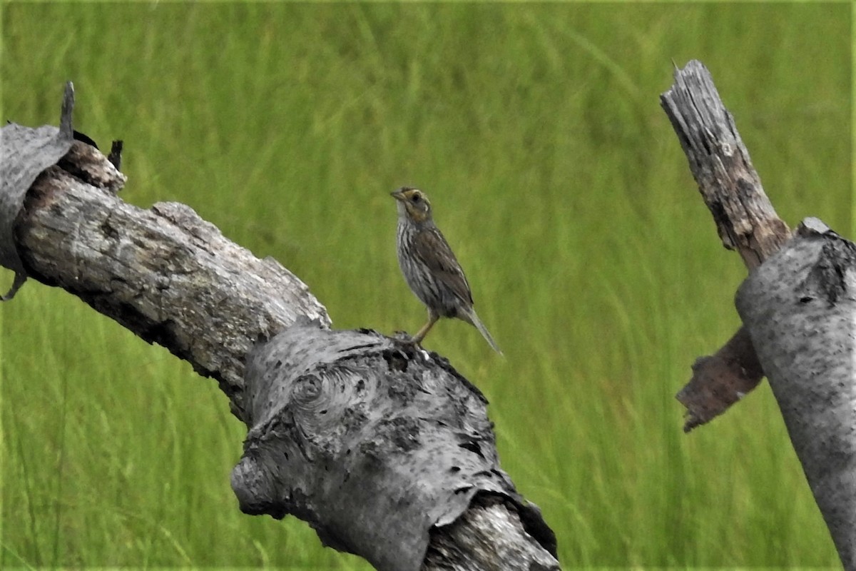 Bruant à queue aiguë - ML644471783