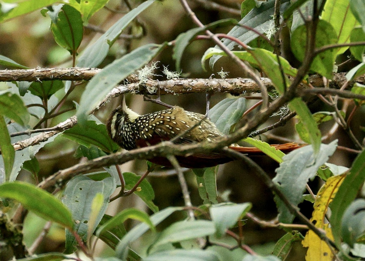 Pearled Treerunner - ML644471788