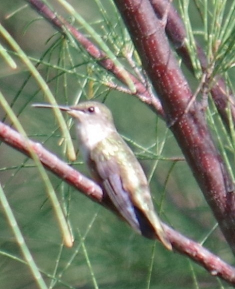 Colibri des Bahamas - ML644471804