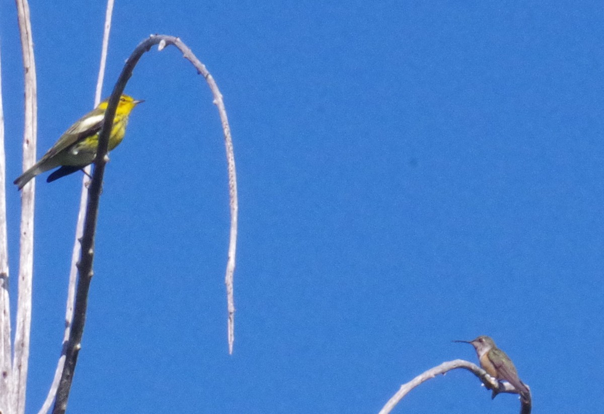 Colibri des Bahamas - ML644471805