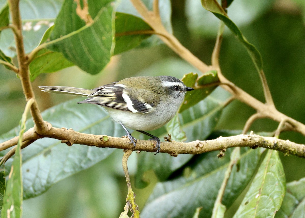 White-banded Tyrannulet - ML644471807