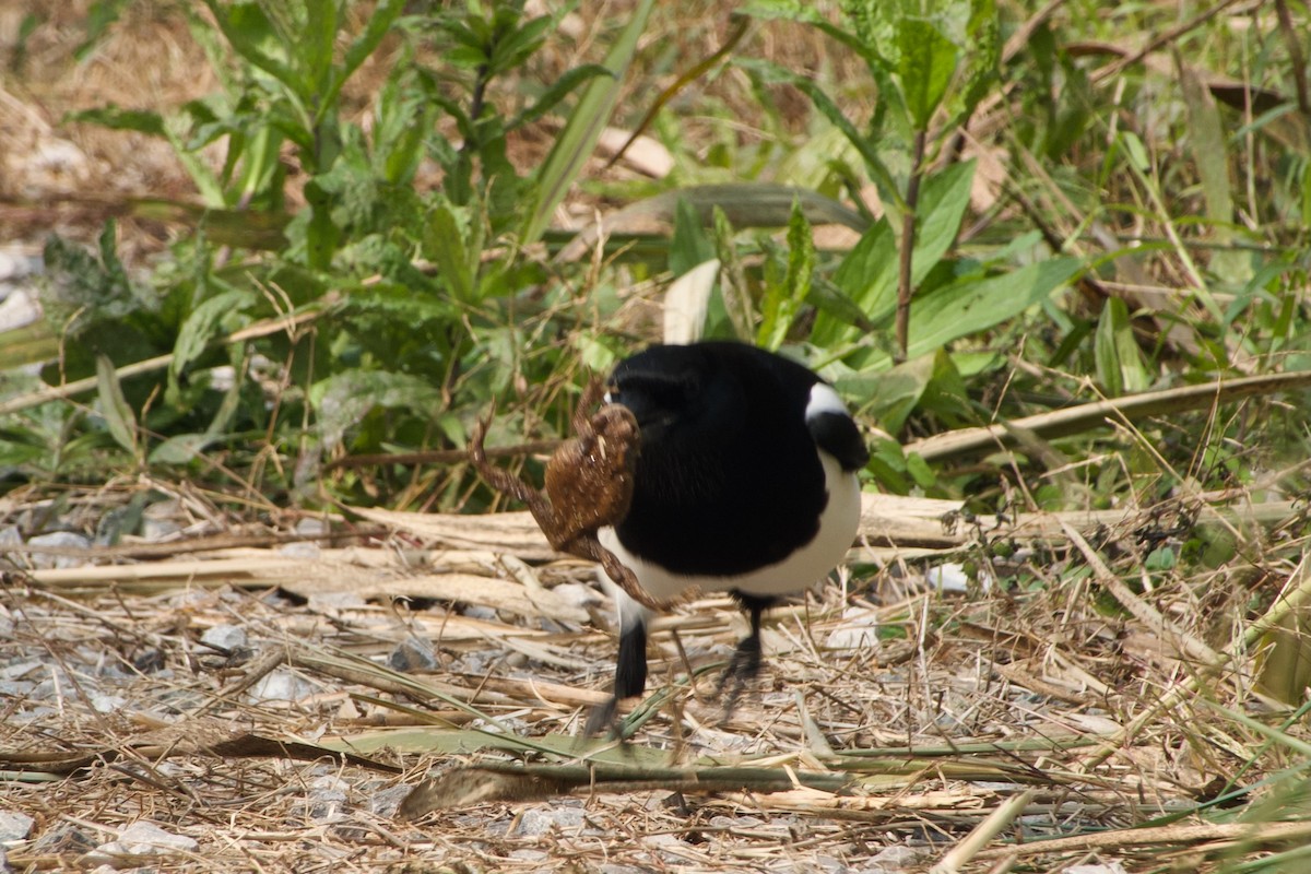 Oriental Magpie - ML644471823