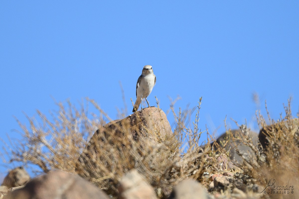Mourning Wheatear (Maghreb) - ML644471850