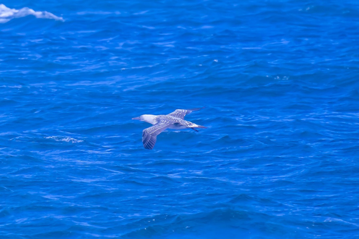 Northern Gannet - ML644471856