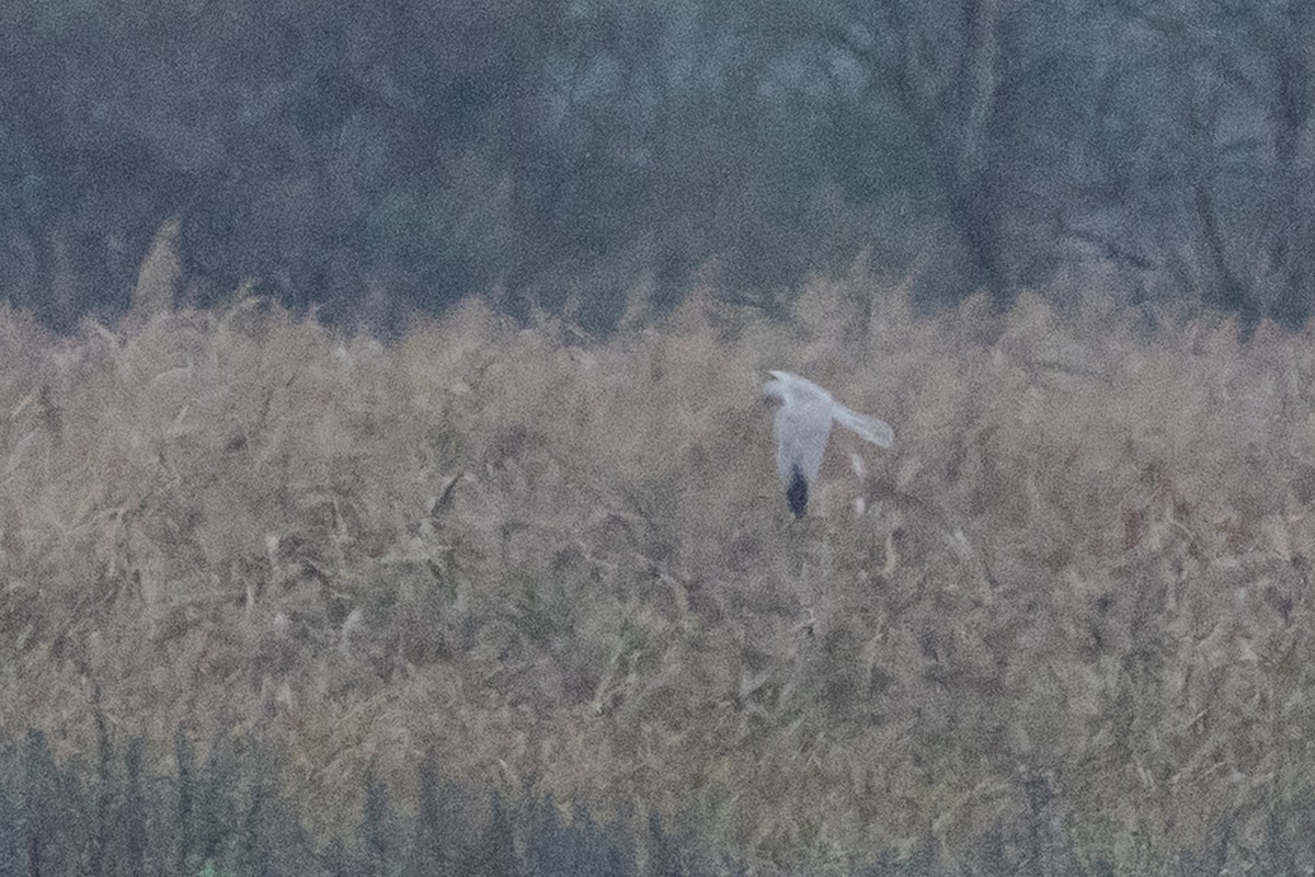 Aguilucho Papialbo - ML644471867