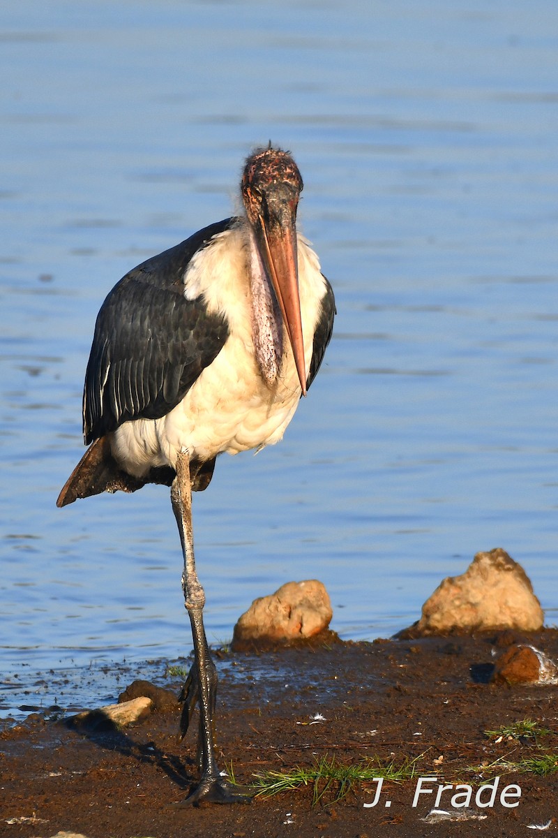 Marabou Stork - ML644471915