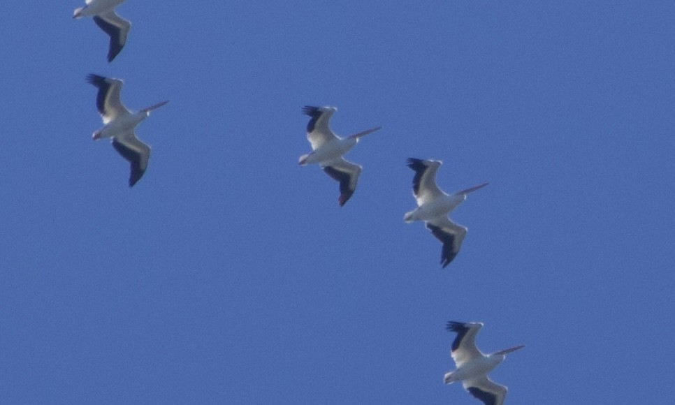 American White Pelican - ML644471935