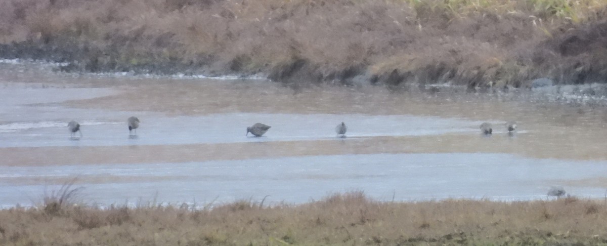 Хараалжин цууцил - ML644471938