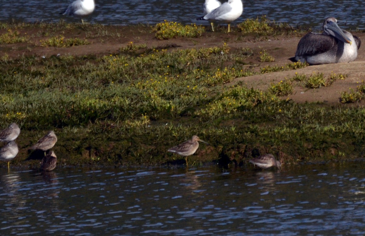 アメリカヒバリシギ - ML644471940