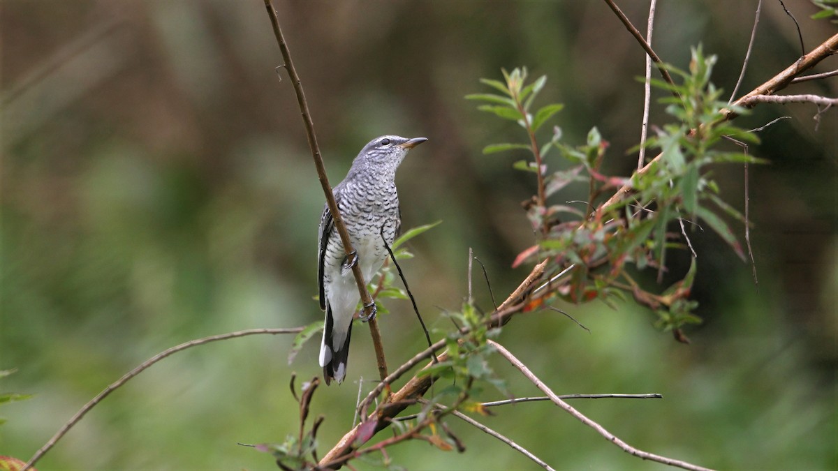 Black-headed Cuckooshrike - ML644471943