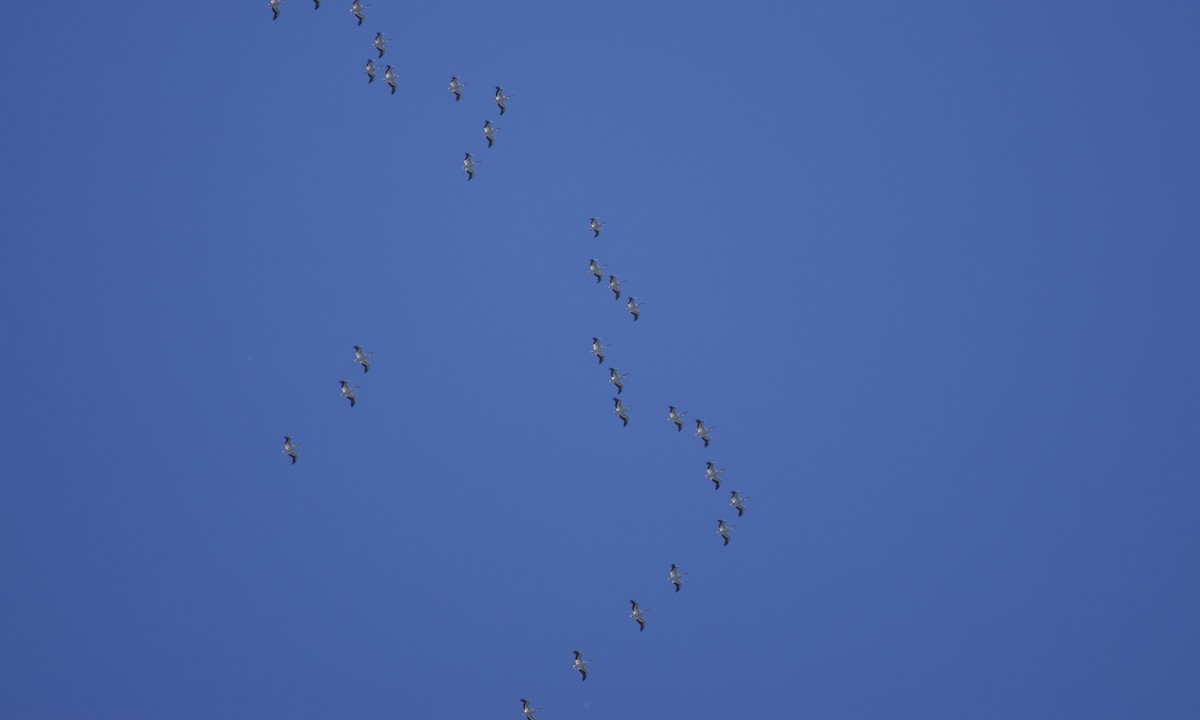 American White Pelican - ML644471944