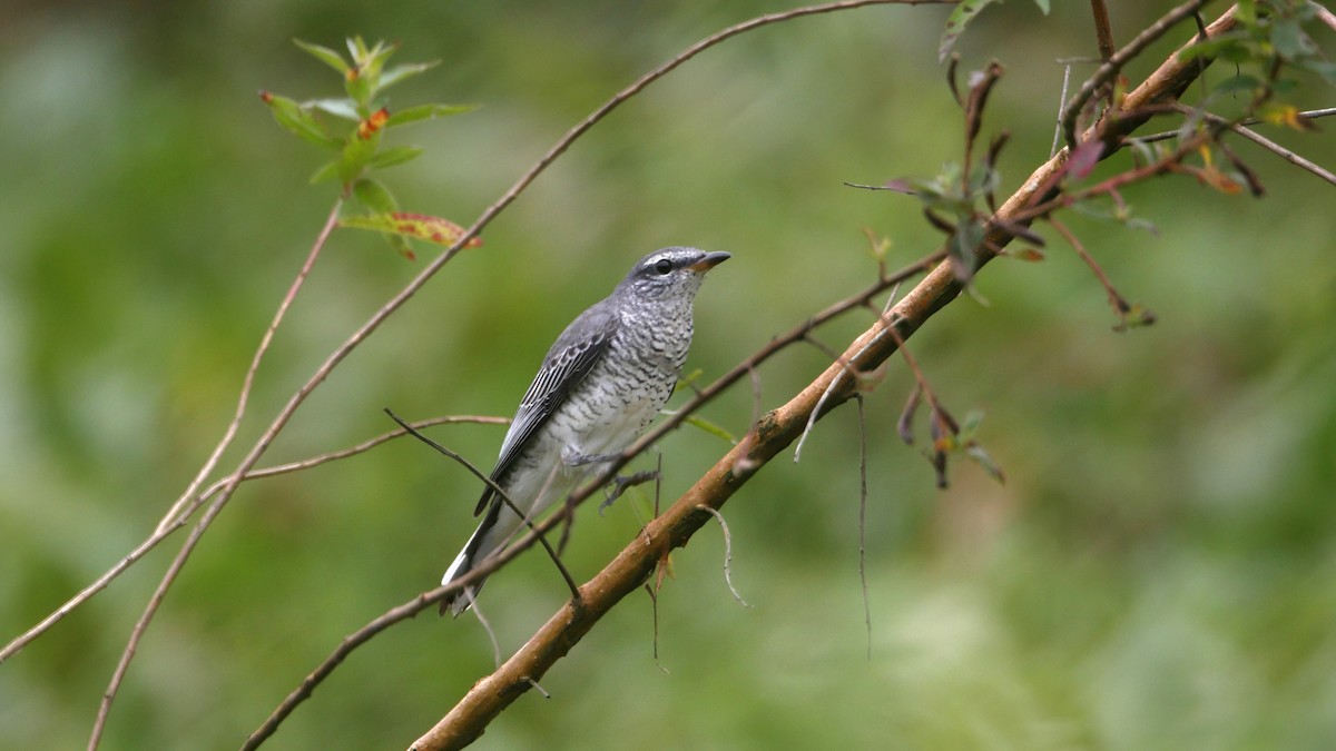 Black-headed Cuckooshrike - ML644471946