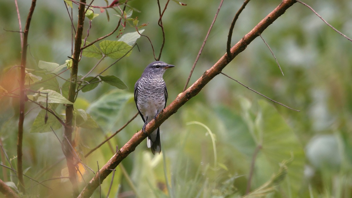 Black-headed Cuckooshrike - ML644471957