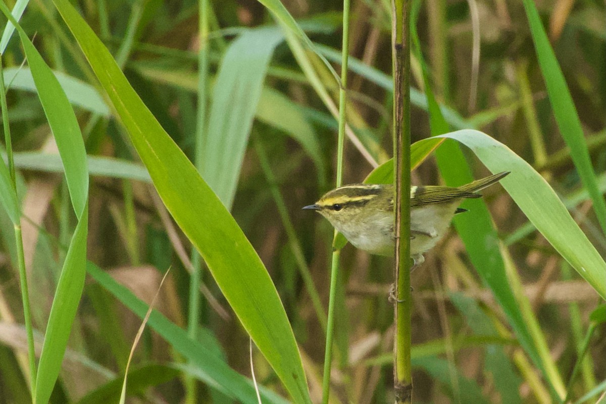 Pallas's Leaf Warbler - ML644471958