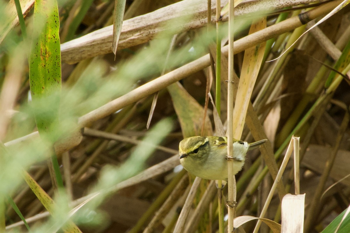 Pallas's Leaf Warbler - ML644471959