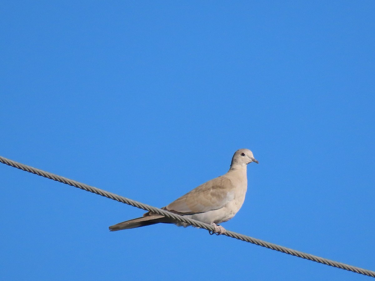 hrdlička zahradní - ML644471967