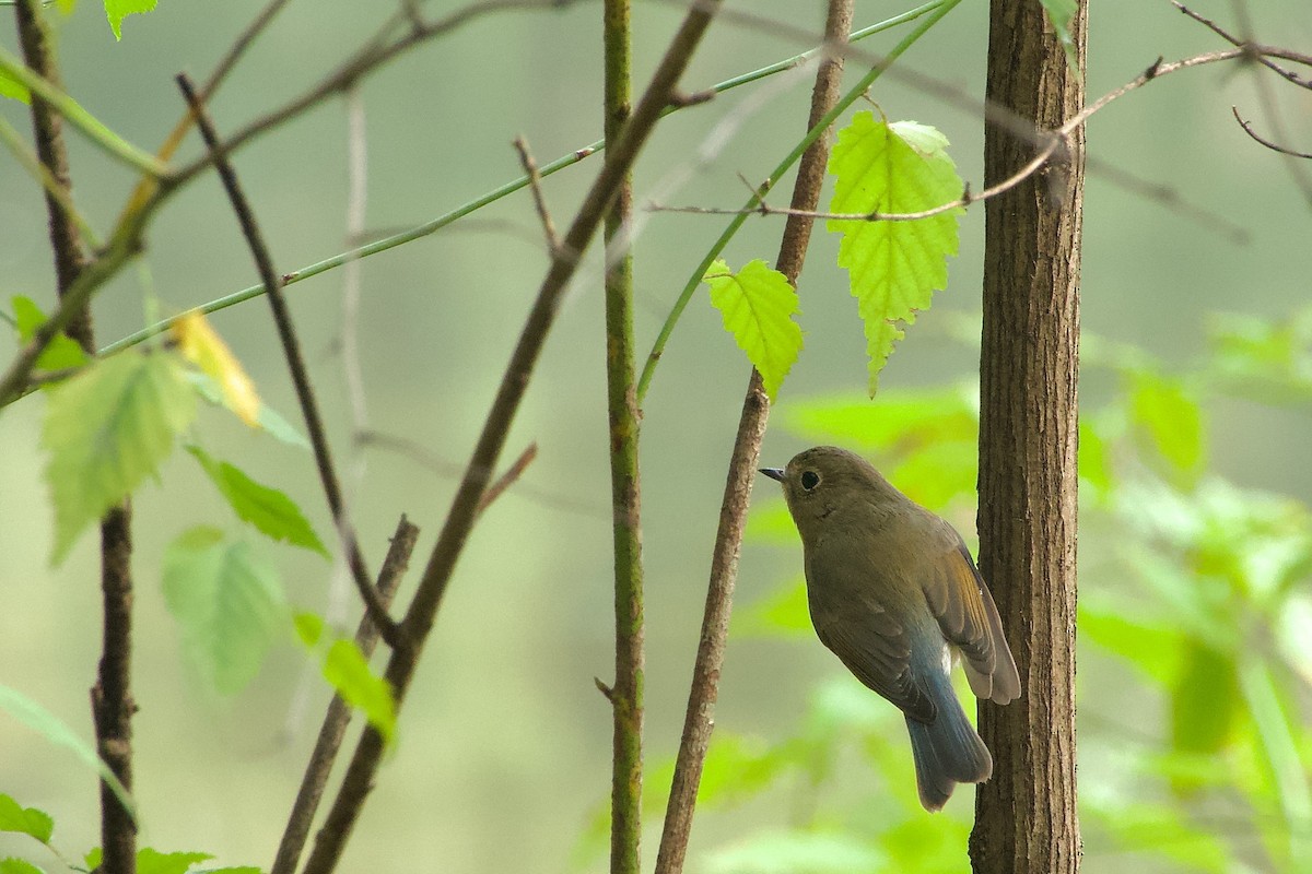 Red-flanked Bluetail - ML644471975