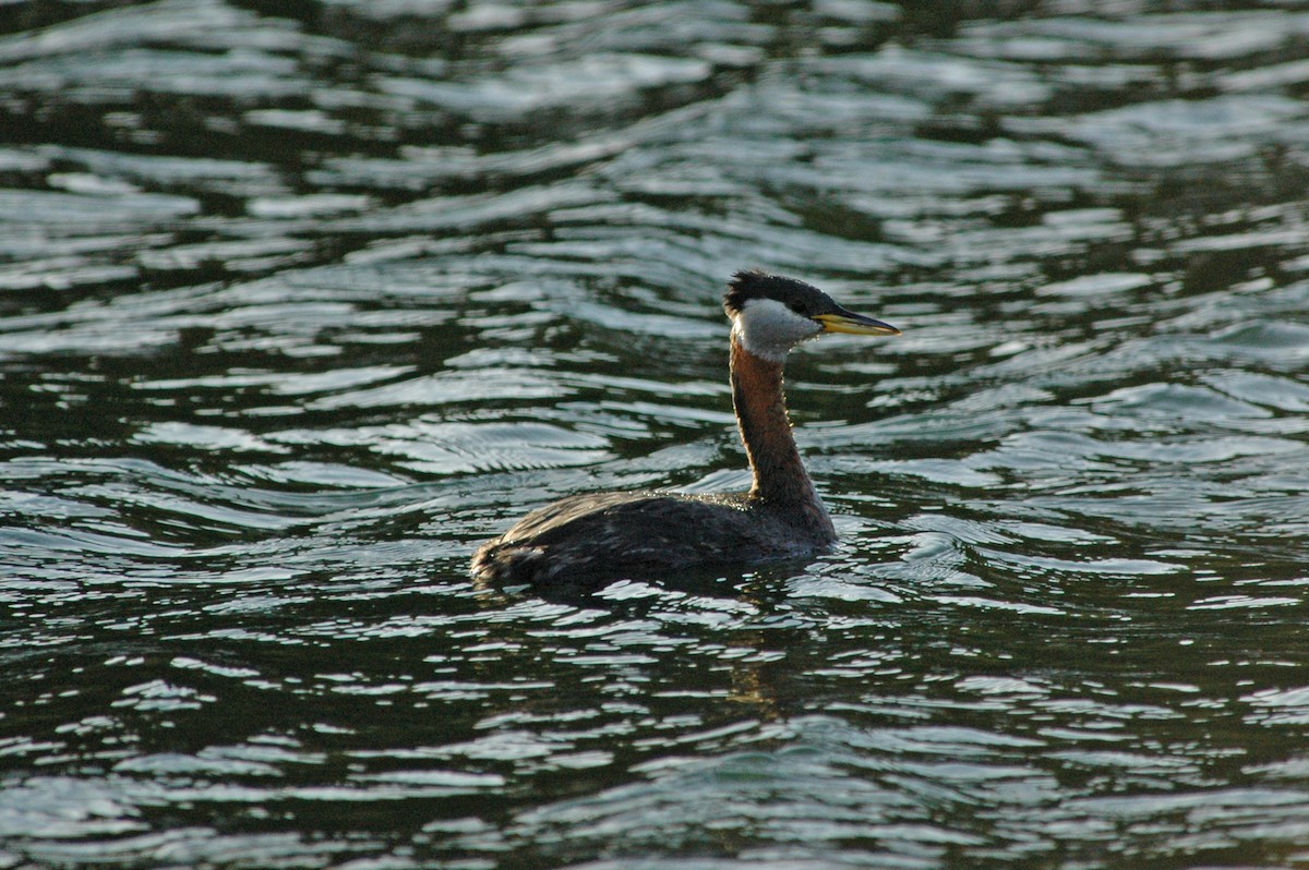Somormujo Cuellirrojo - ML644471976