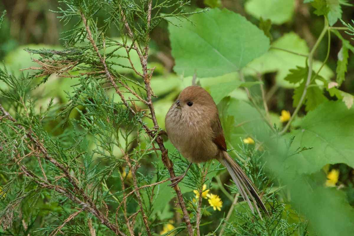 Vinous-throated Parrotbill - ML644471984