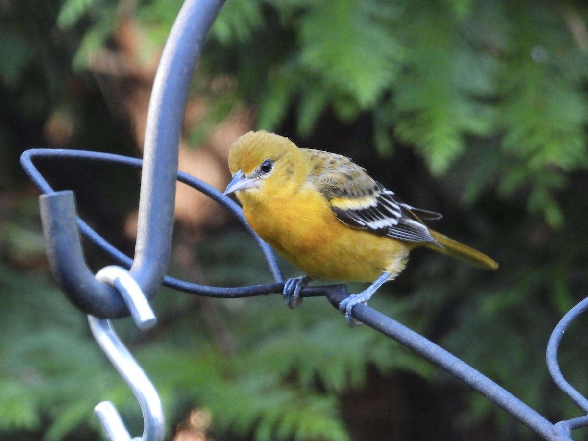 Baltimore Oriole - ML644471986