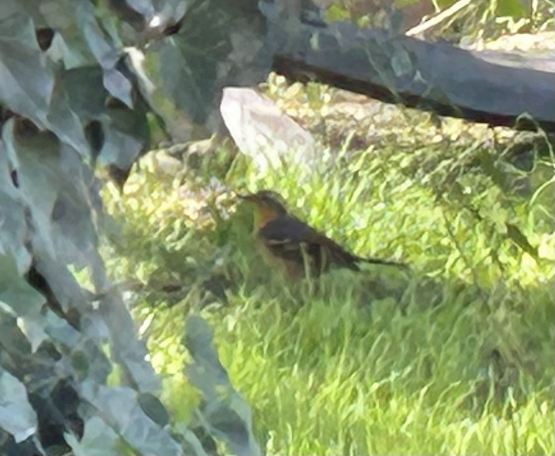 Varied Thrush - ML644471989