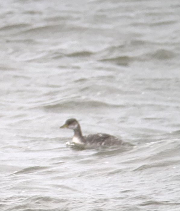 Somormujo Cuellirrojo - ML644471990