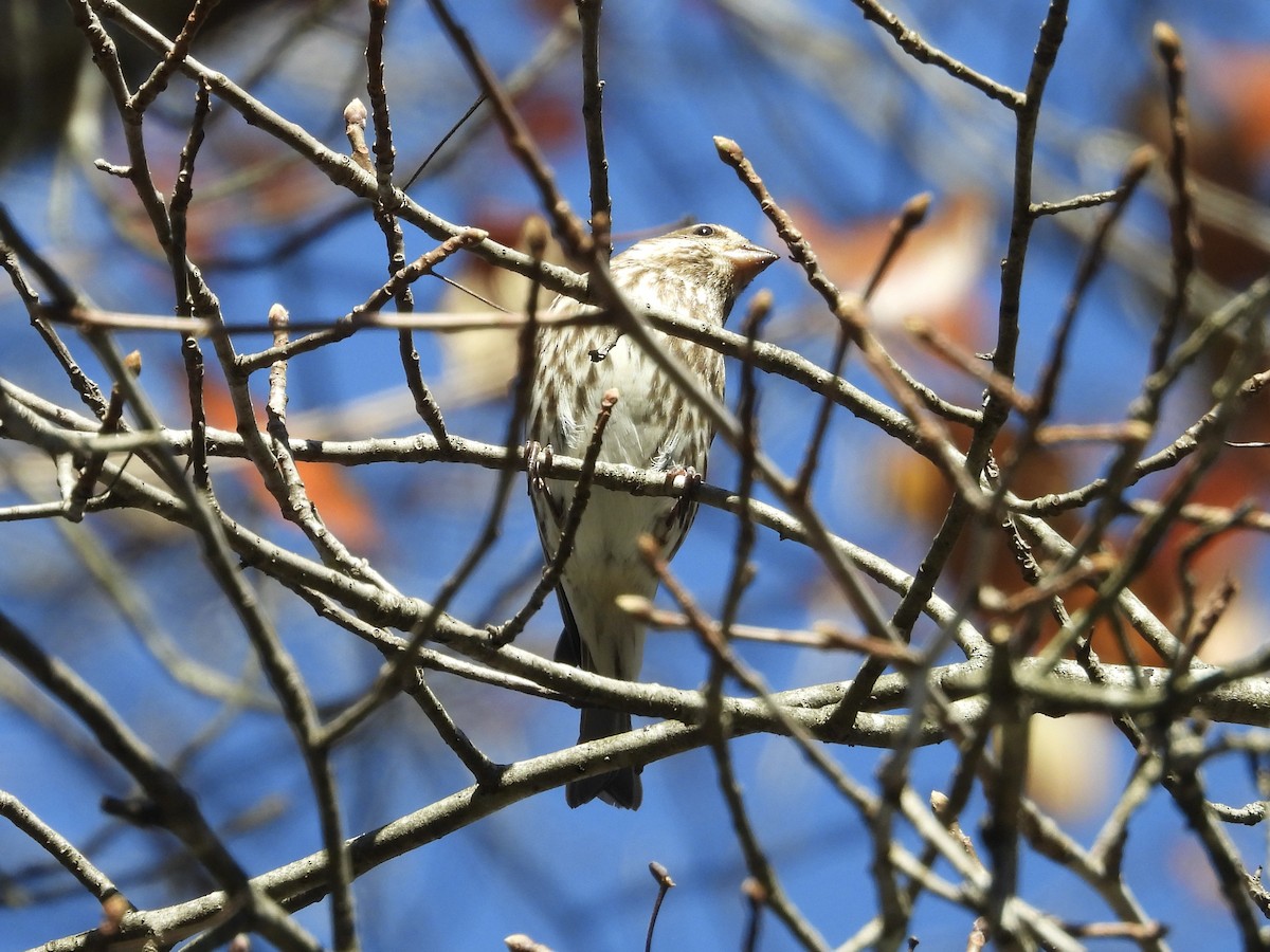 purpurfink - ML644471992