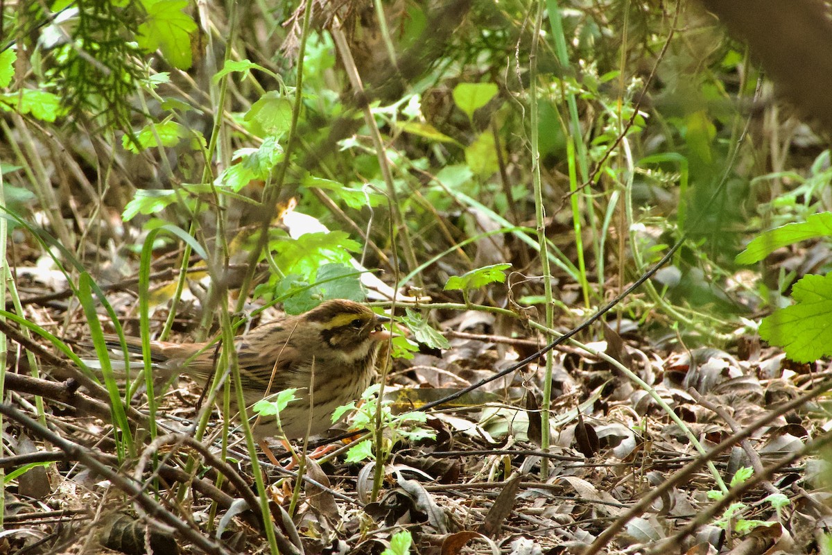 Yellow-browed Bunting - ML644471994