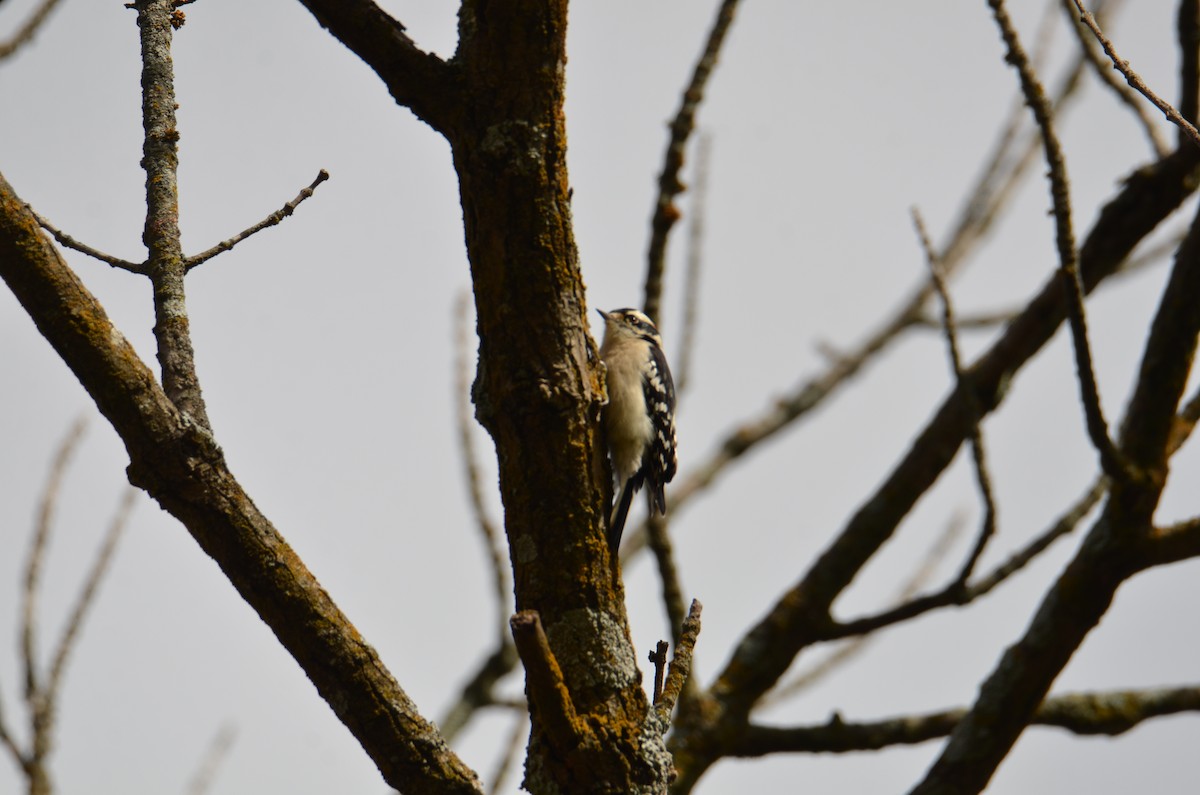 Downy Woodpecker - ML644471996