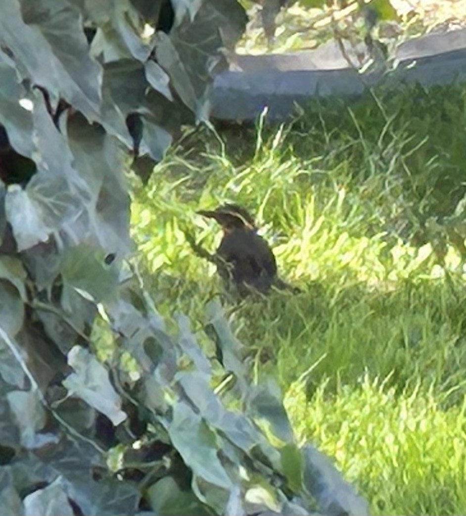 Varied Thrush - ML644471997