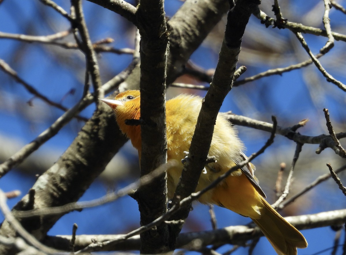 Baltimore Oriole - ML644471998
