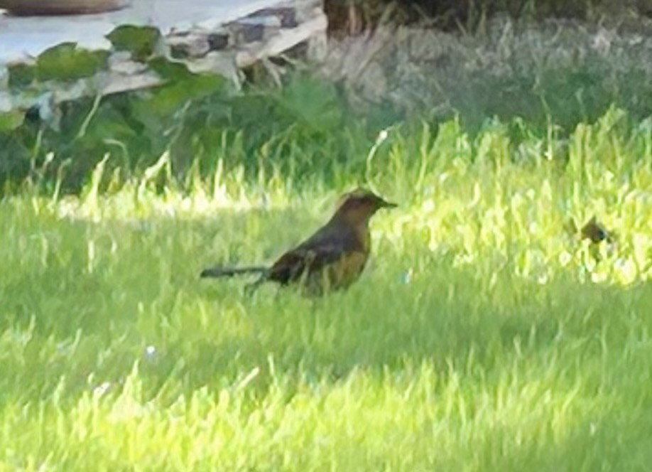 Varied Thrush - ML644471999