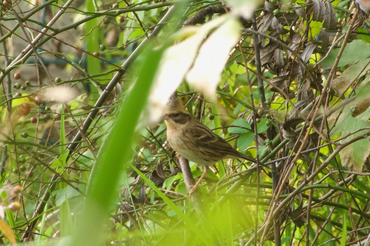 Yellow-throated Bunting - ML644472000
