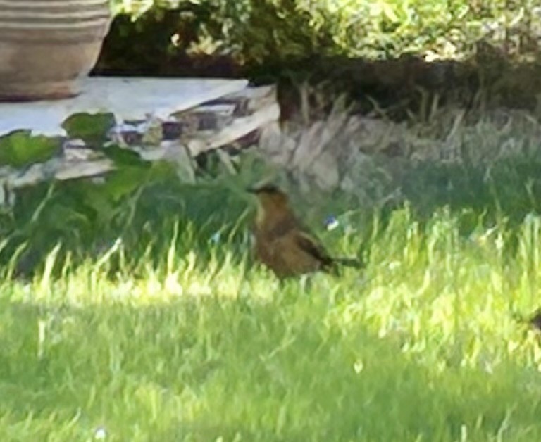 Varied Thrush - ML644472007