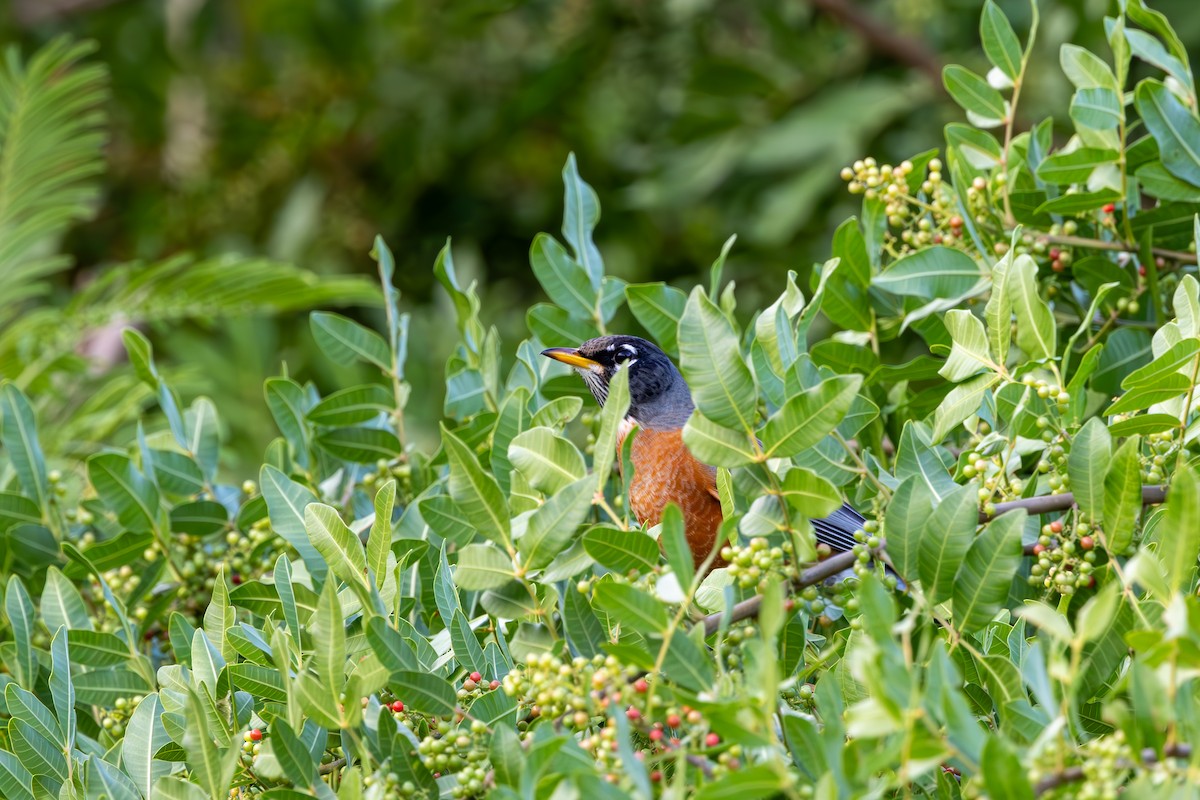 American Robin - ML644472009