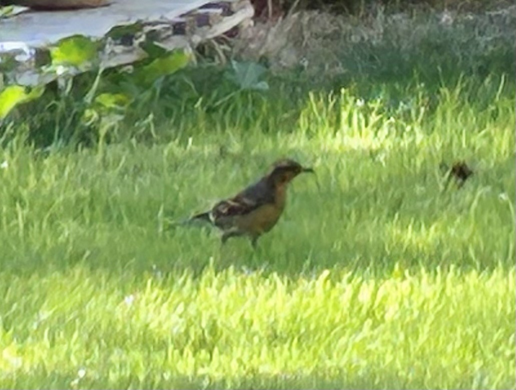 Varied Thrush - ML644472010