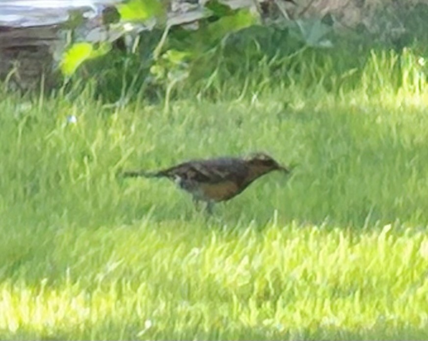Varied Thrush - ML644472013