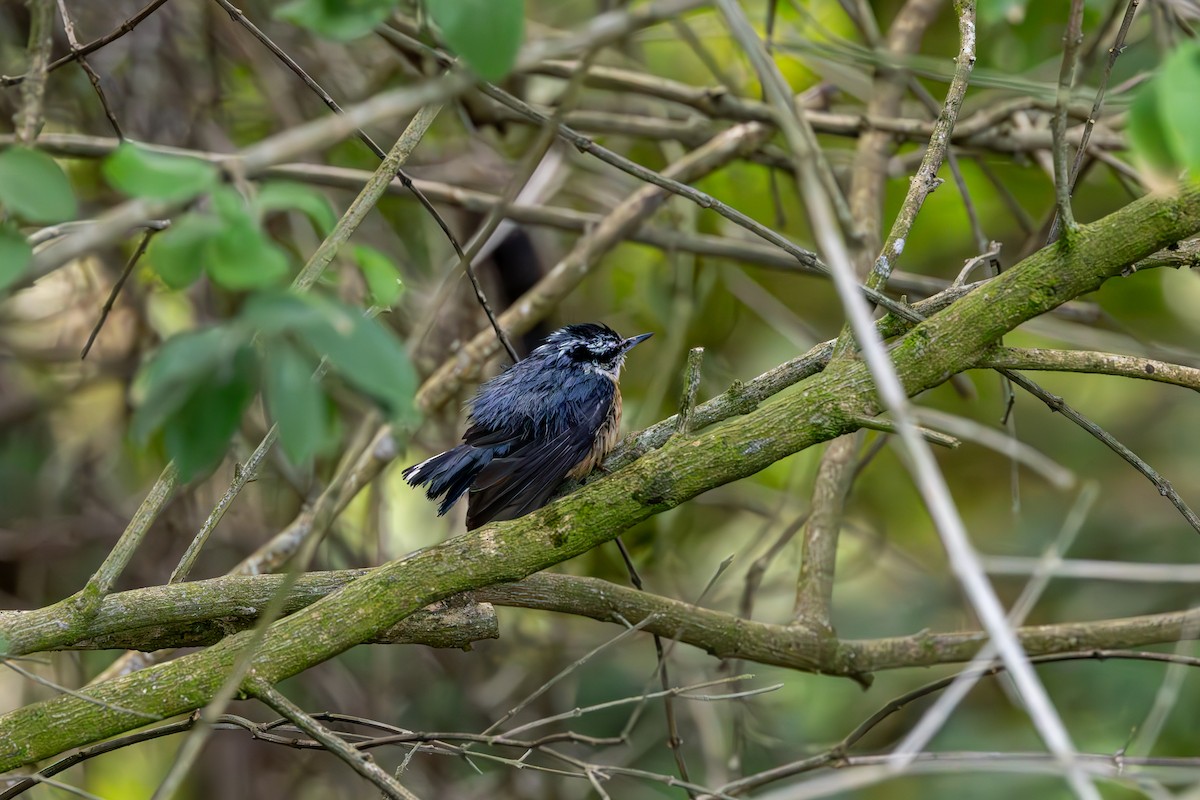 Red-breasted Nuthatch - ML644472014