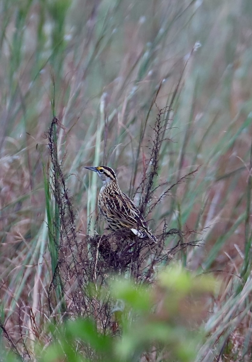 Eastern Meadowlark - ML644472017