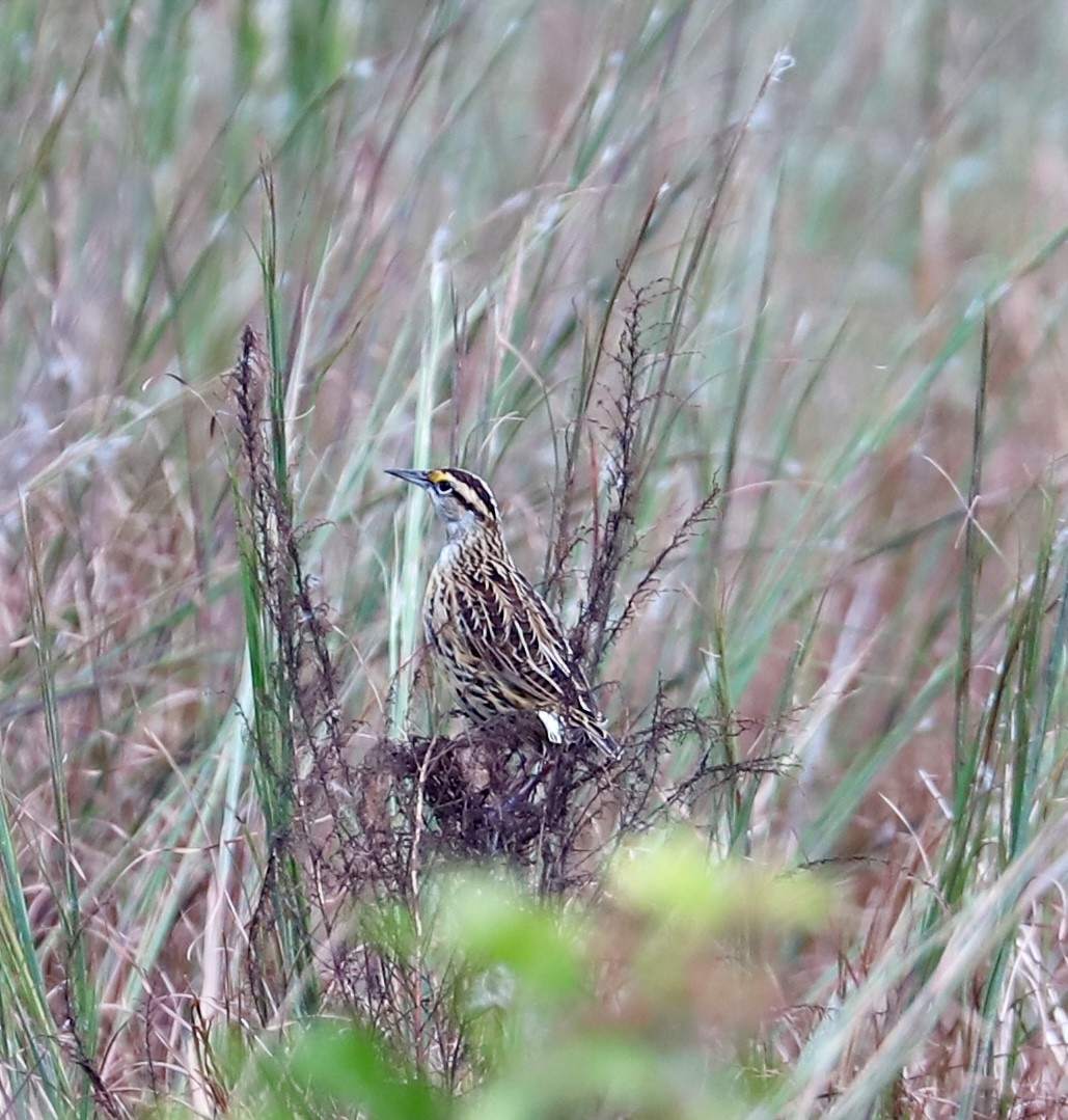 Eastern Meadowlark - ML644472018