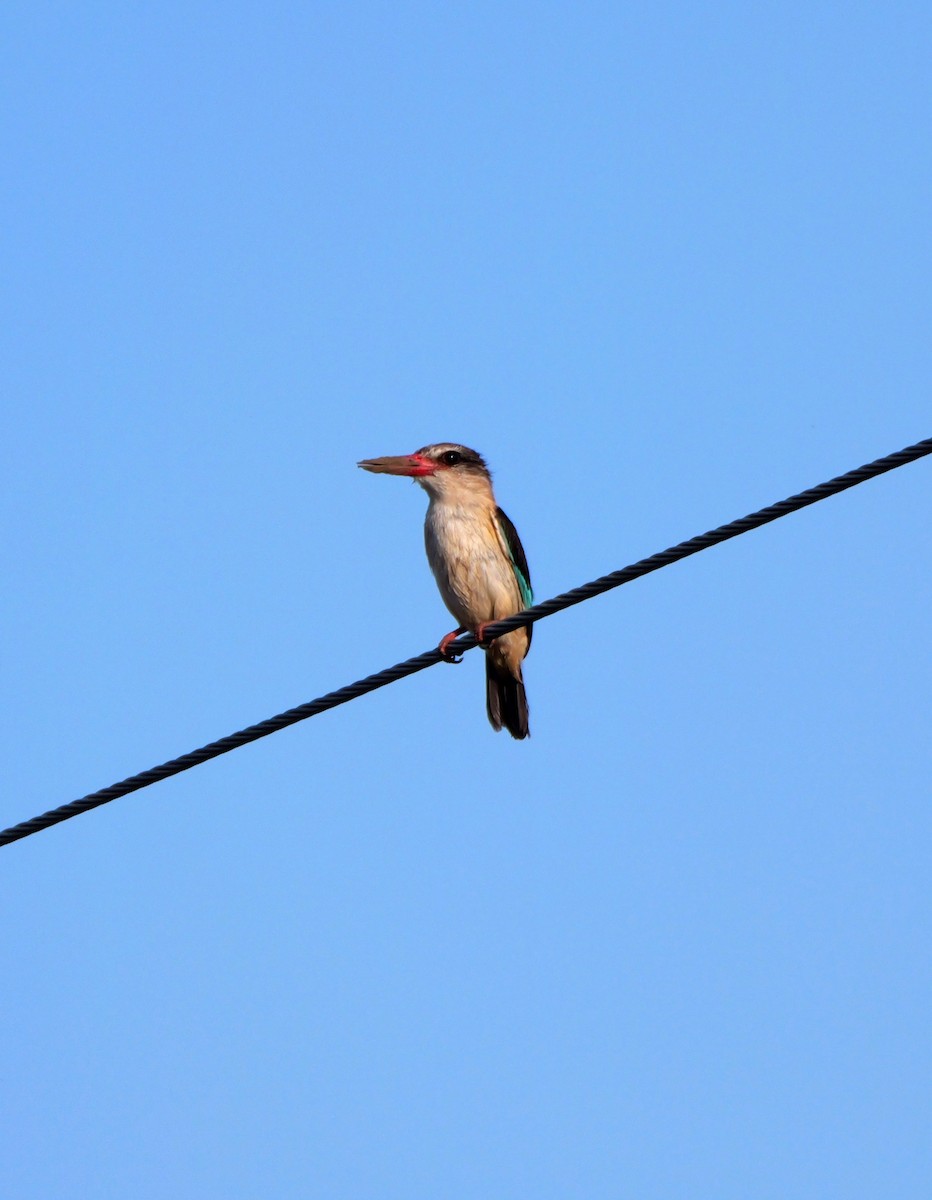 Brown-hooded Kingfisher - ML644472020