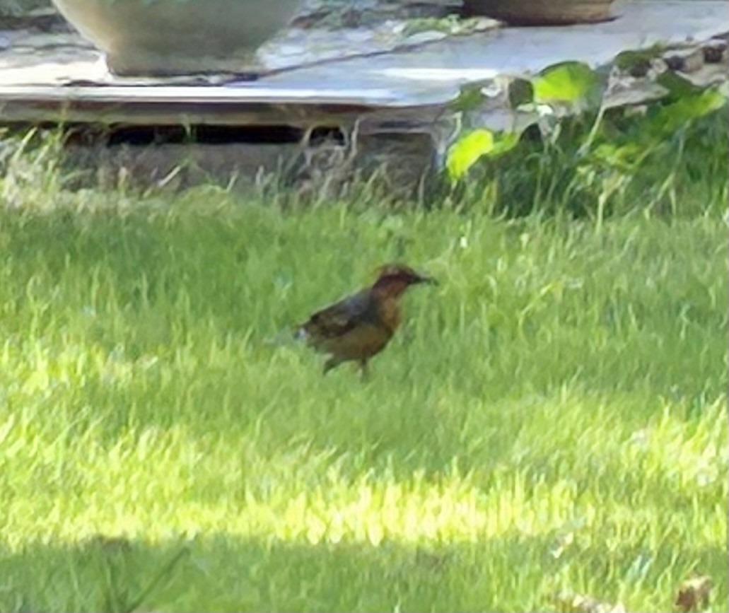 Varied Thrush - ML644472025