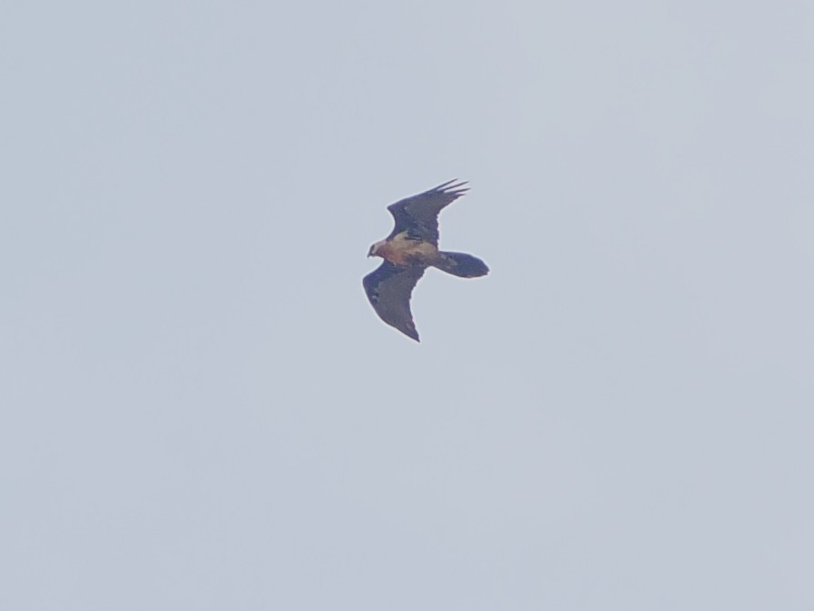 orlosup bradatý - ML644472027