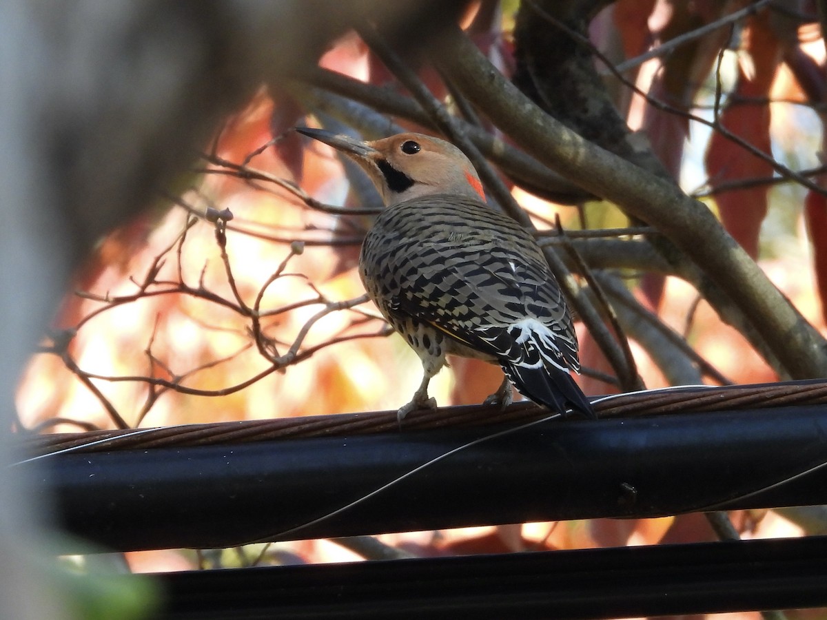 Northern Flicker - ML644472035