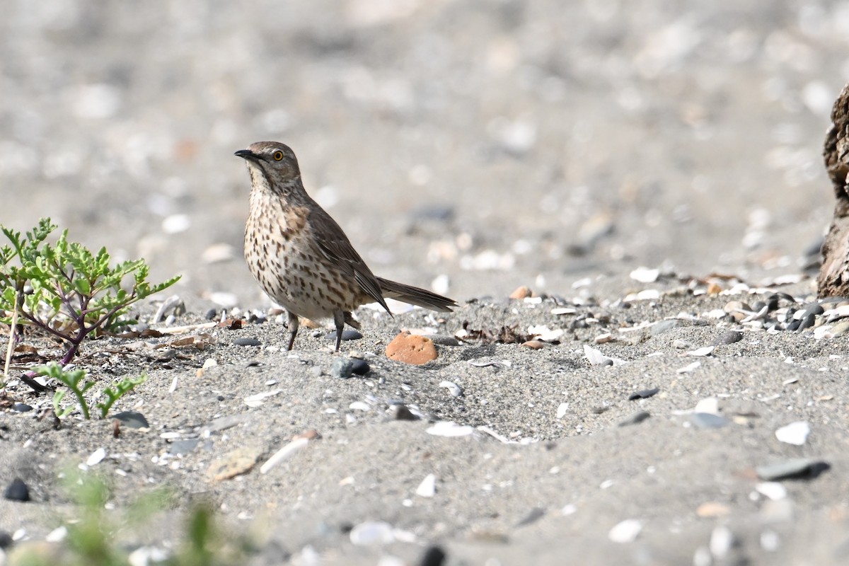 Sage Thrasher - ML644472045